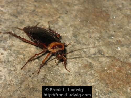 Cockroach, Maharashtra, Bombay, Mumbai, India